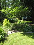 Tom and Ann Widdowson's garden